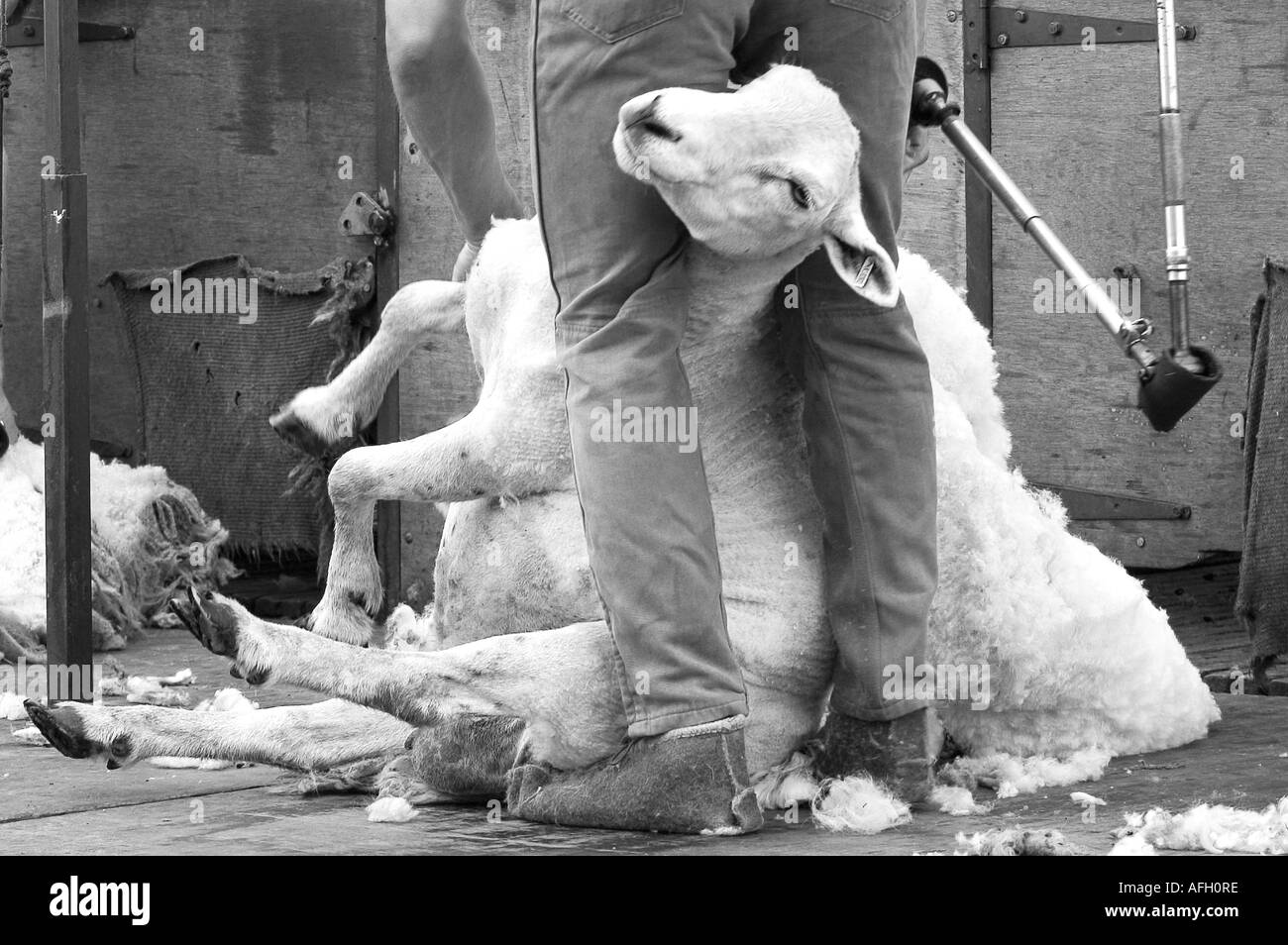 Sheep Shearing Black and White Stock Photos & Images Alamy