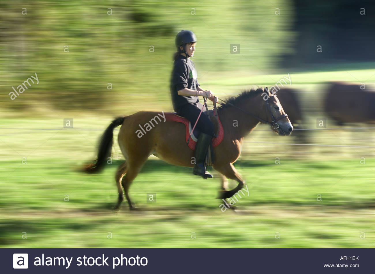 mocka hobby horse