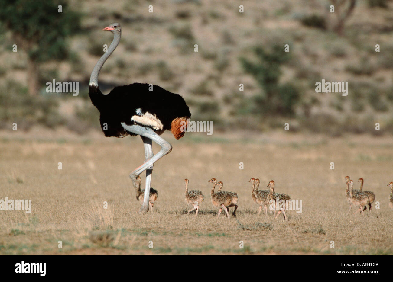 Ostrich, male with chicks, Kalahari Gemsbok Park, South Africa