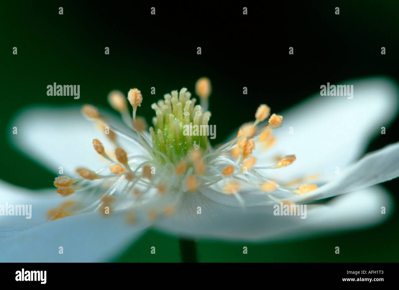 Wood Anemone, flower, Germany / (Anemone nemorosa Stock Photo Alamy