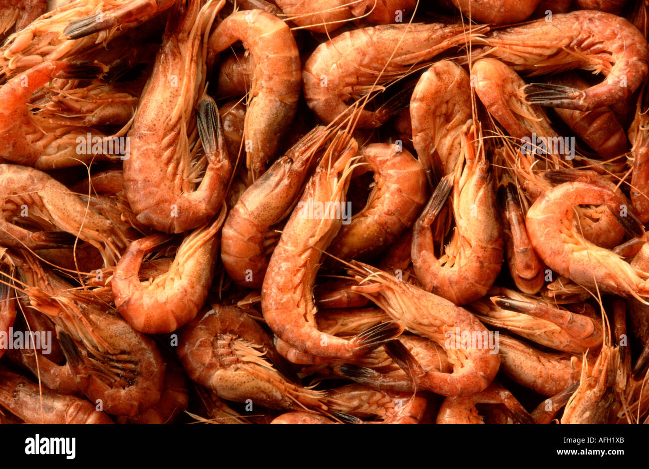 Common European Shrimps, Schleswig-Holstein, Germany / (Crangon crangon) Stock Photo