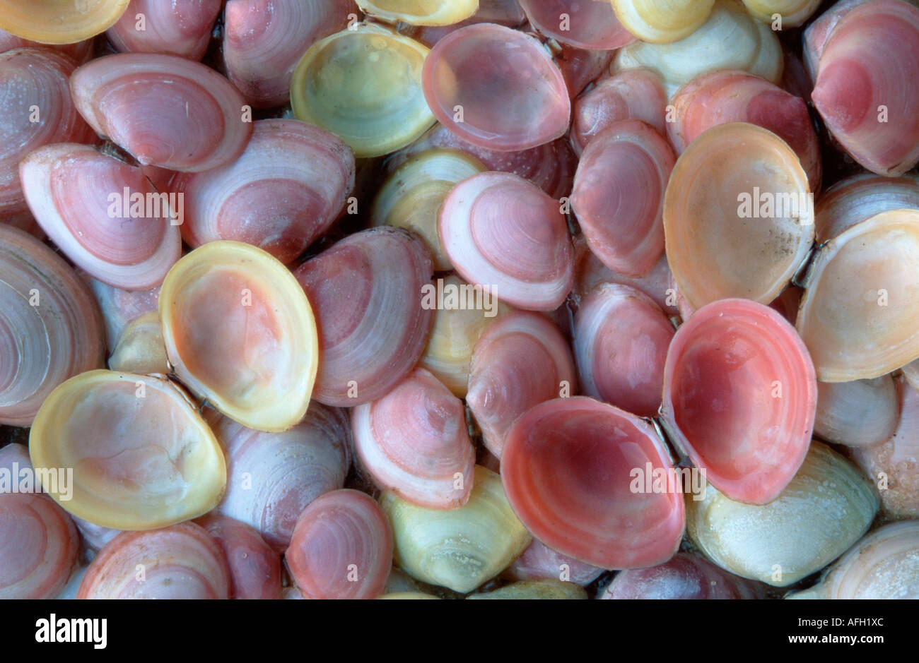 Baltic Macoma shells, national park Wadden Sea, Schleswig-Holstein, Germany / (Macoma baltica) Stock Photo