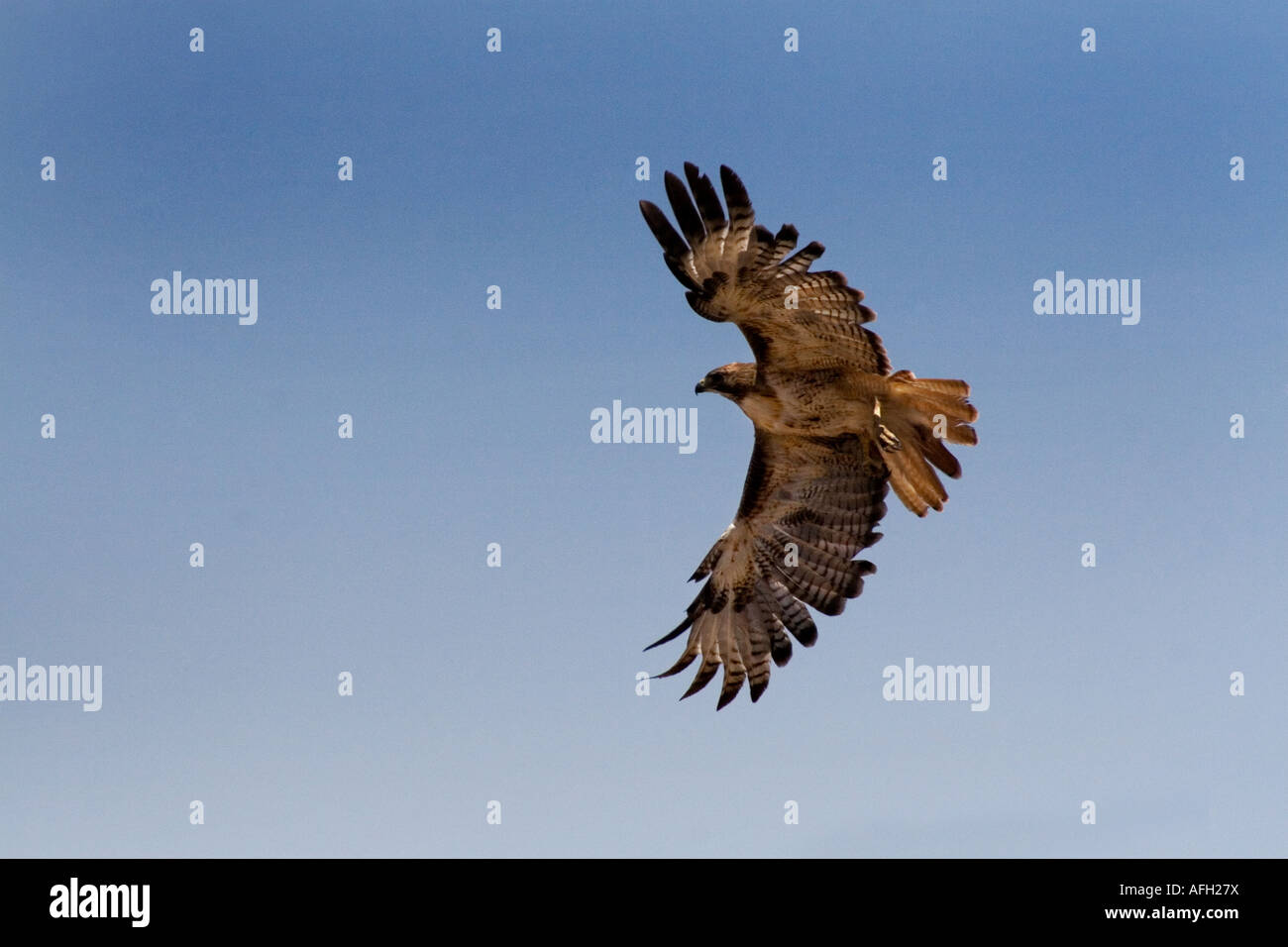 Redtail hawk in flight in Utah Stock Photo