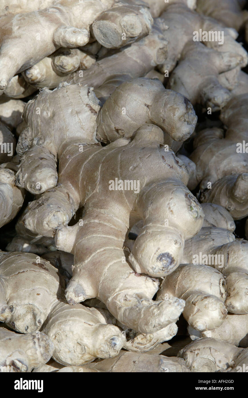 Common Ginger roots / (zingiber officinale Stock Photo - Alamy