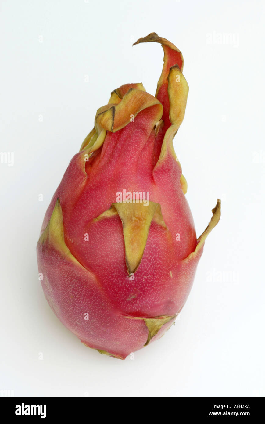 Dragonfruit / (Hylocereus triangularis) Stock Photo