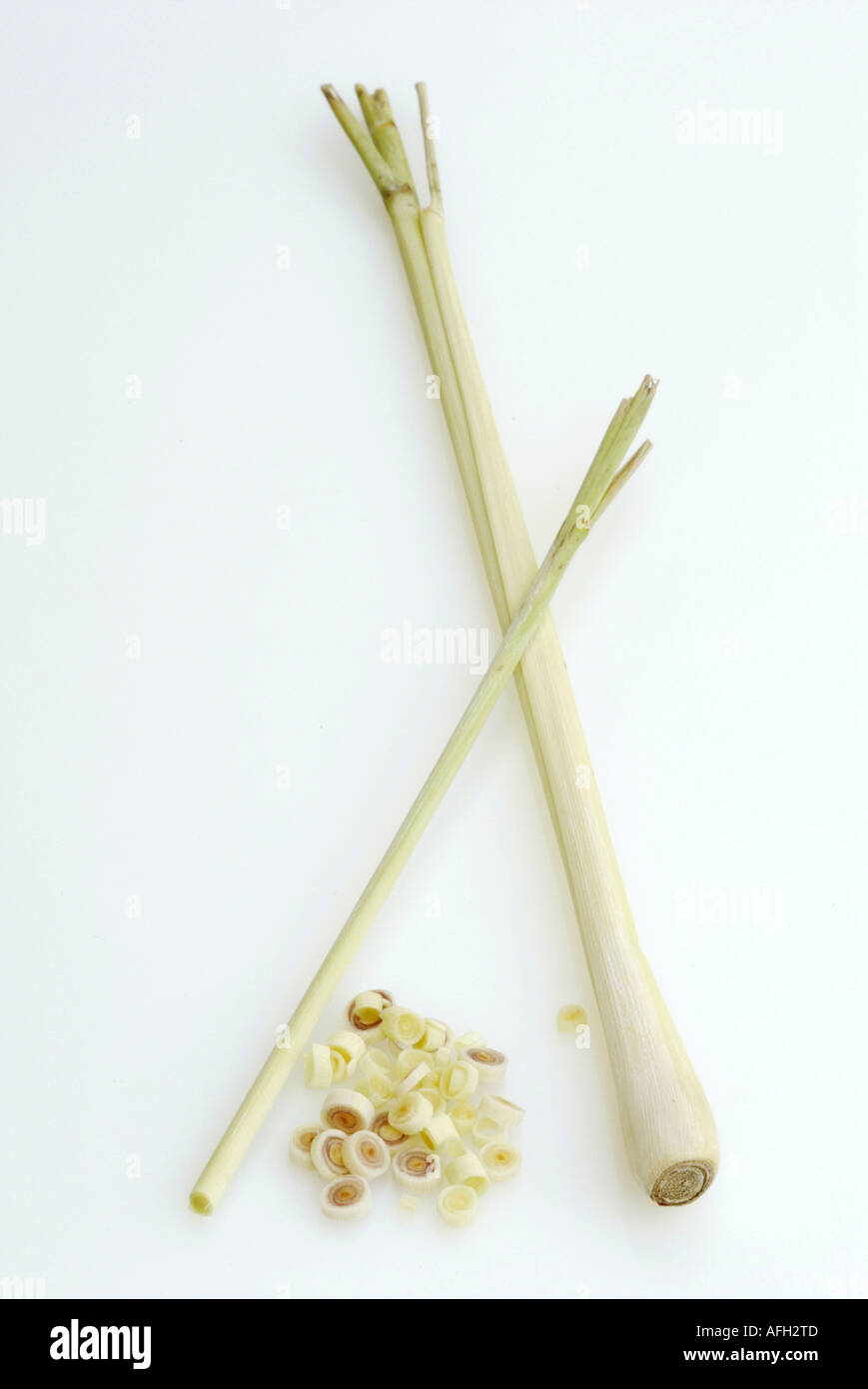 Lemon Grass / (Cymbopogon citratus) Stock Photo