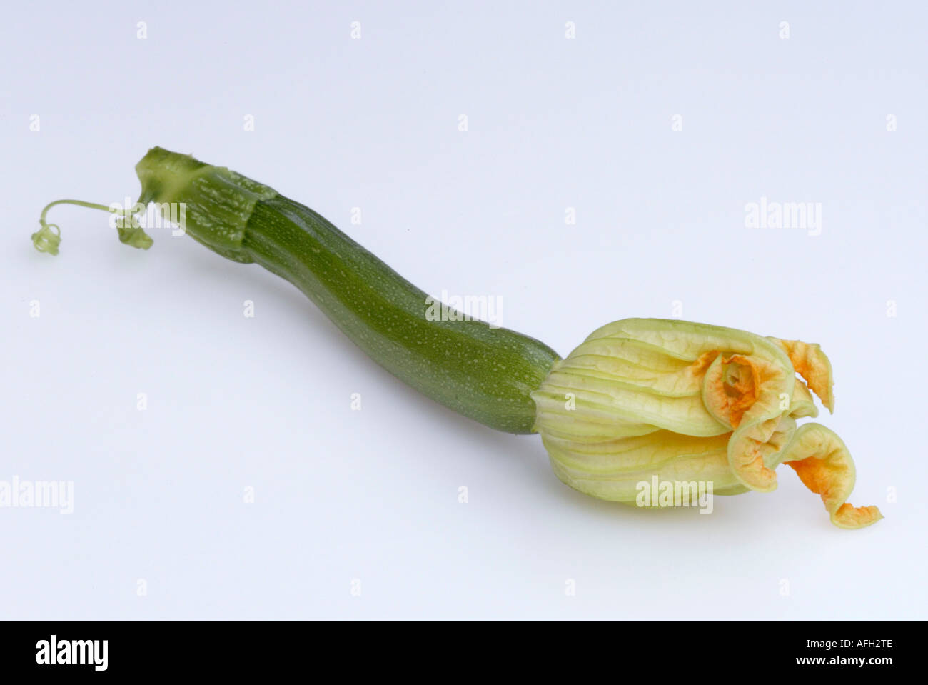 Zucchini / (Cucurbita pepo var. giromontiina) Stock Photo
