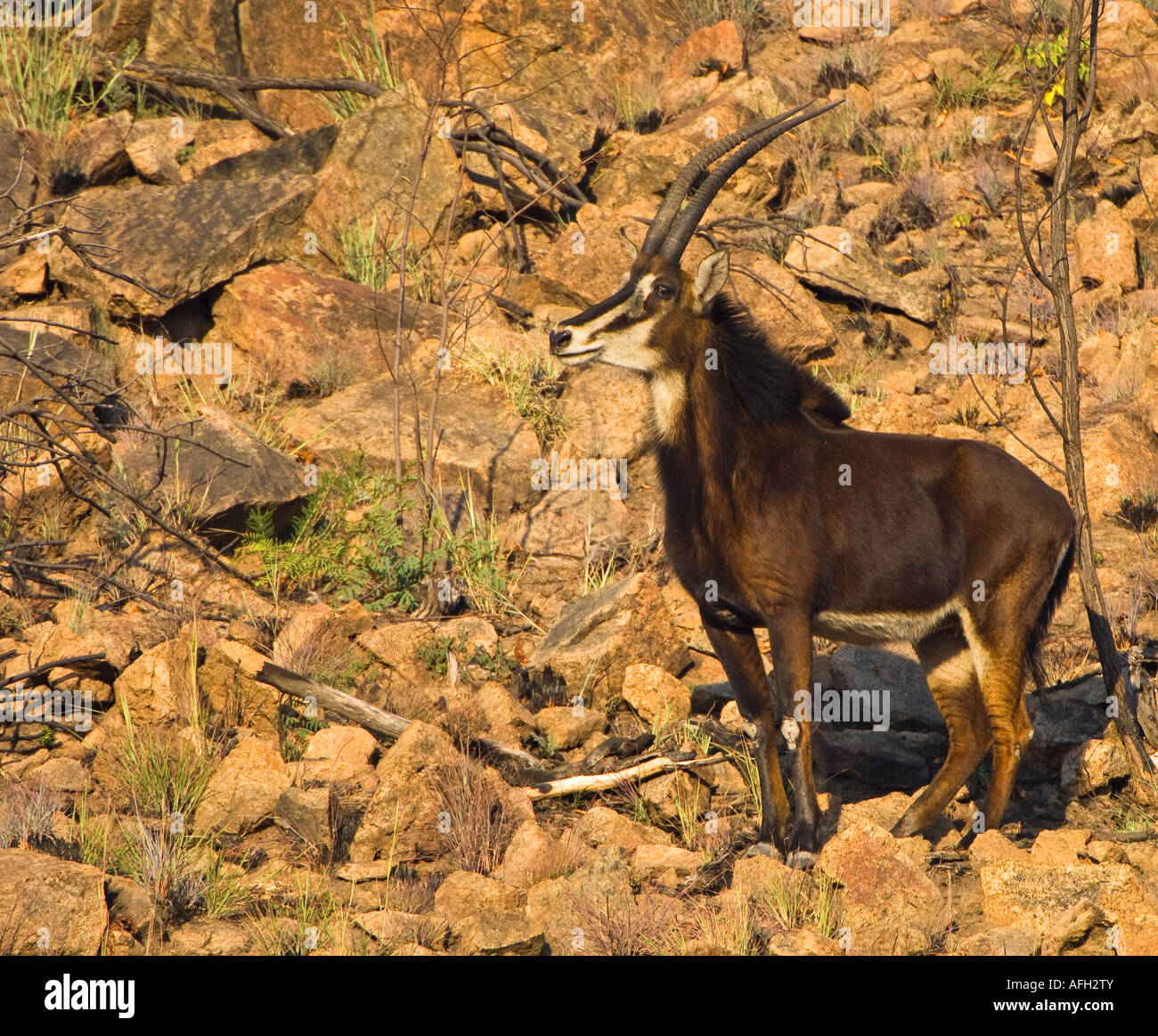 Female sable antelope in hi-res stock photography and images - Alamy