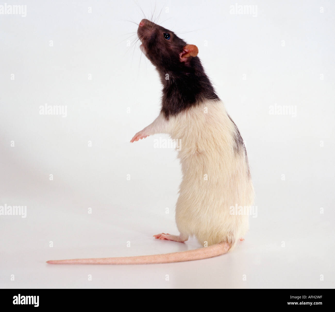 Domestic Rat, black-hooded Stock Photo - Alamy
