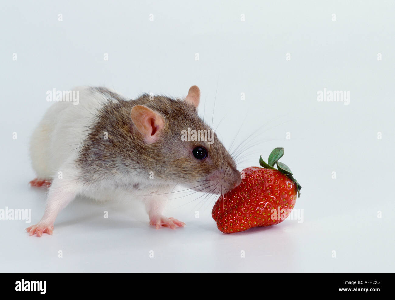 Domestic Rat, agutihooded and strawberry Stock Photo Alamy