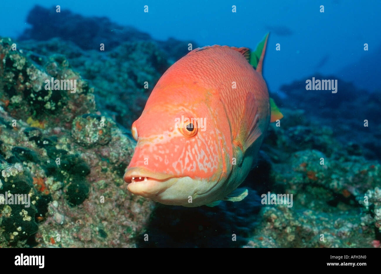 Hogfish, Atlantic / (Bodianus scrofa Stock Photo Alamy