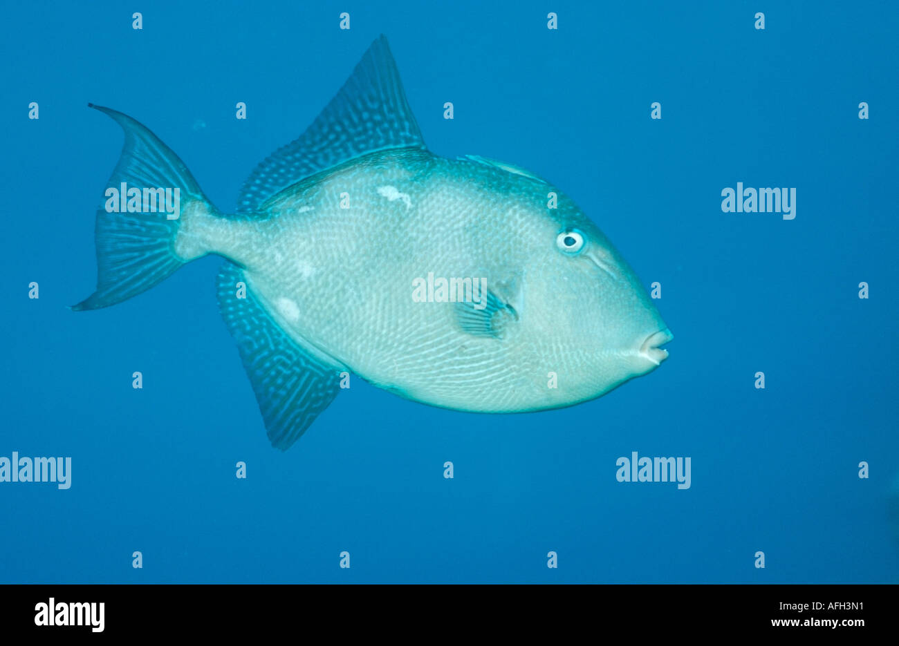 Gray Triggerfish, Atlantic / (Balistes carolinensis, Balistes capriscus) Stock Photo
