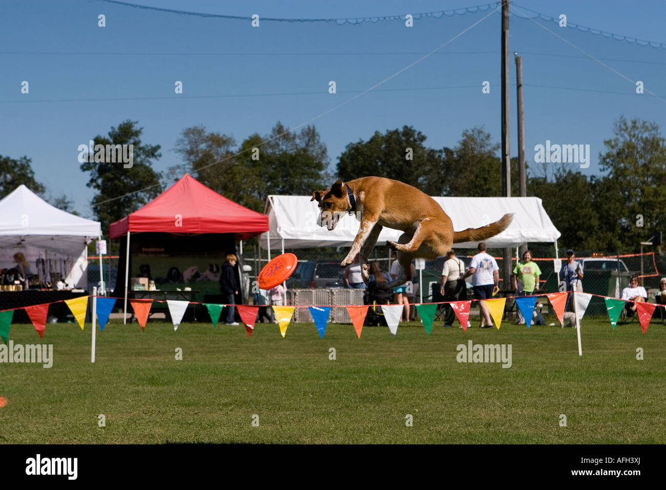 freestyle disc dog Stock Photo Alamy