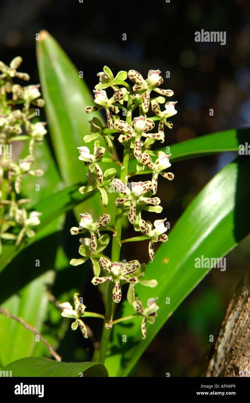 Rainforest orchids amazon hires stock photography and images Alamy