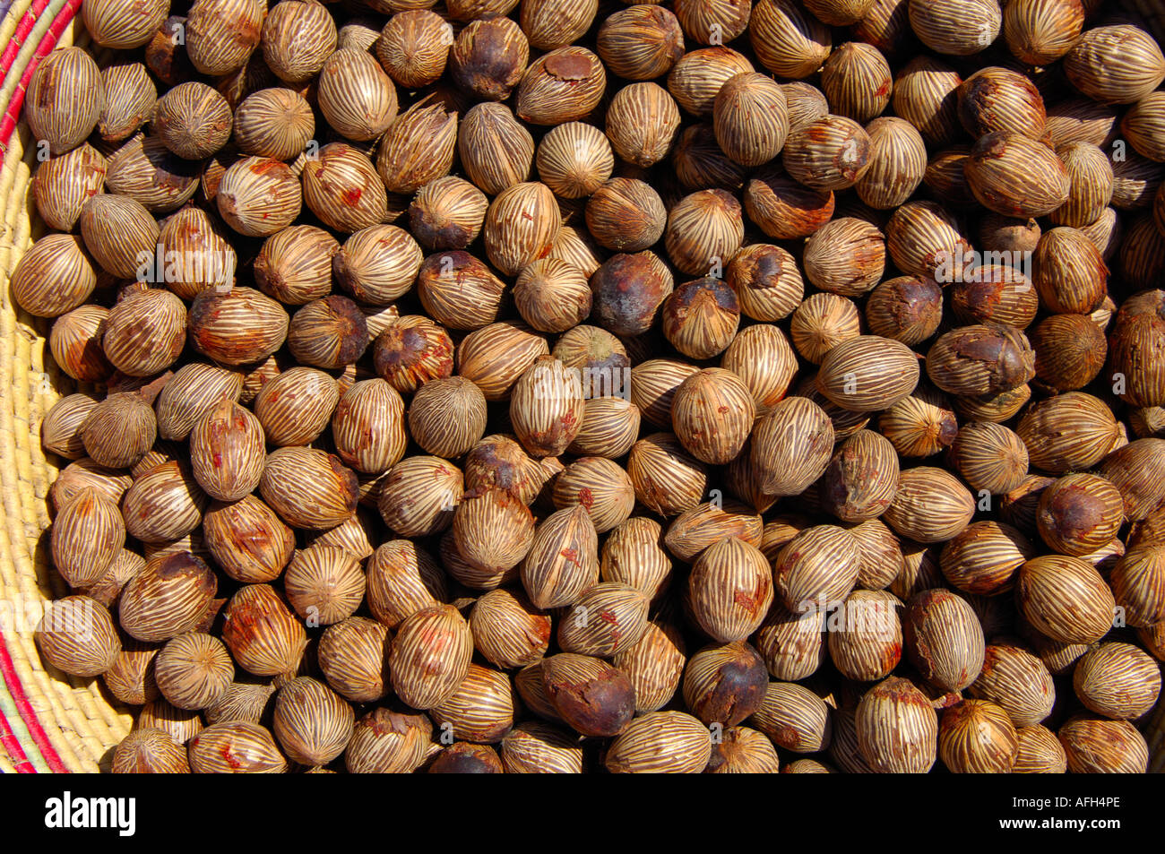 Dried fruits of the African oil palm Elaeis guineensis Stock Photo Alamy