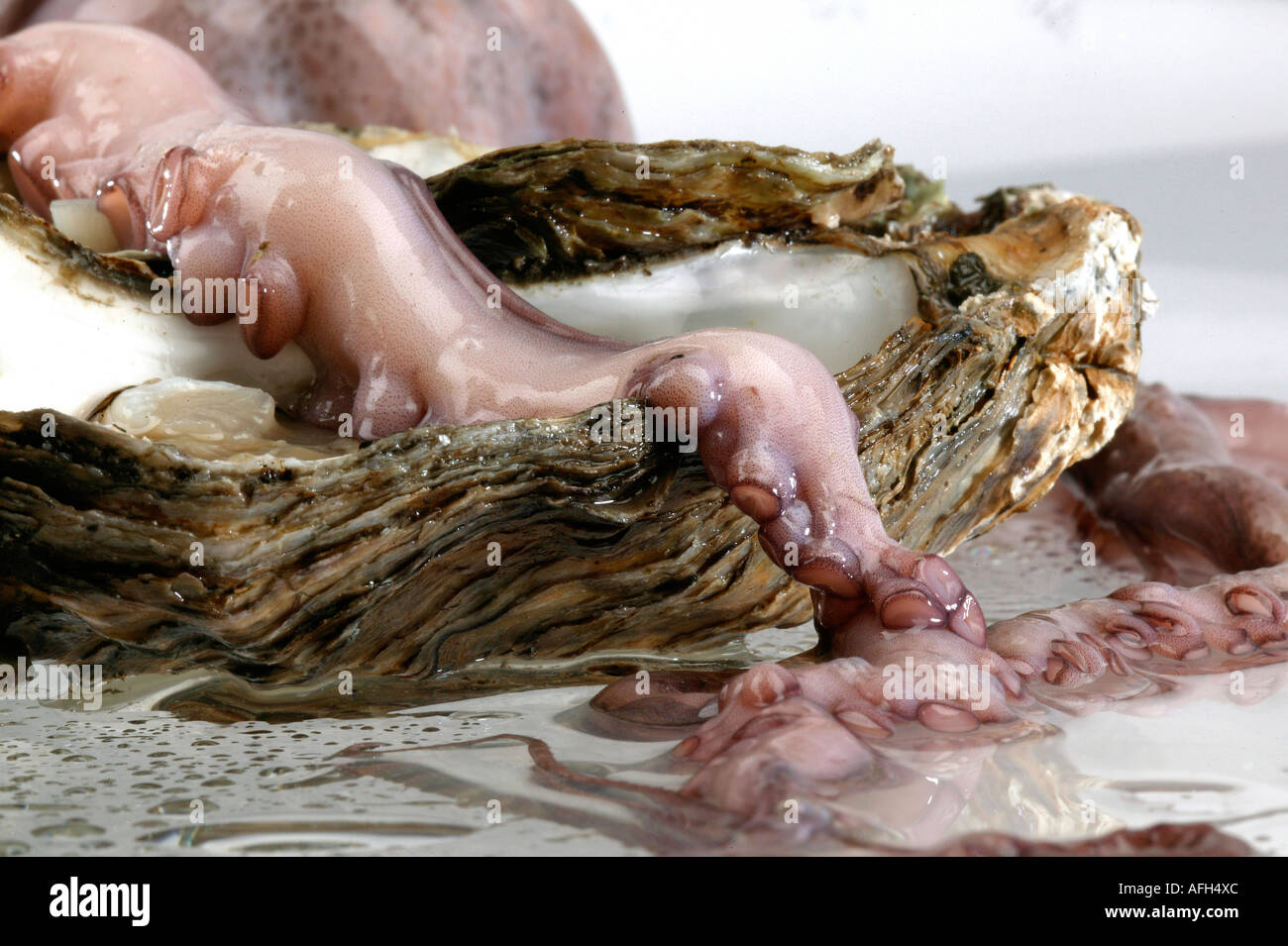 Tentacle hook hi-res stock photography and images - Alamy