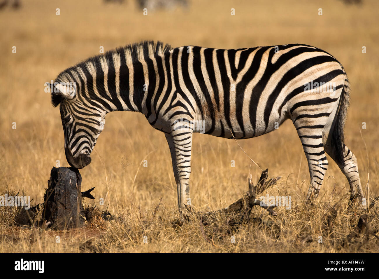 Rubing hi-res stock photography and images - Alamy