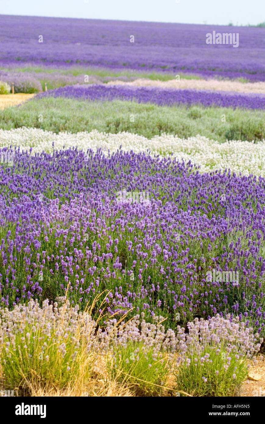 Fields of lavender at Hill Barn Farm Snowshill Worcestershire UK Stock Photo