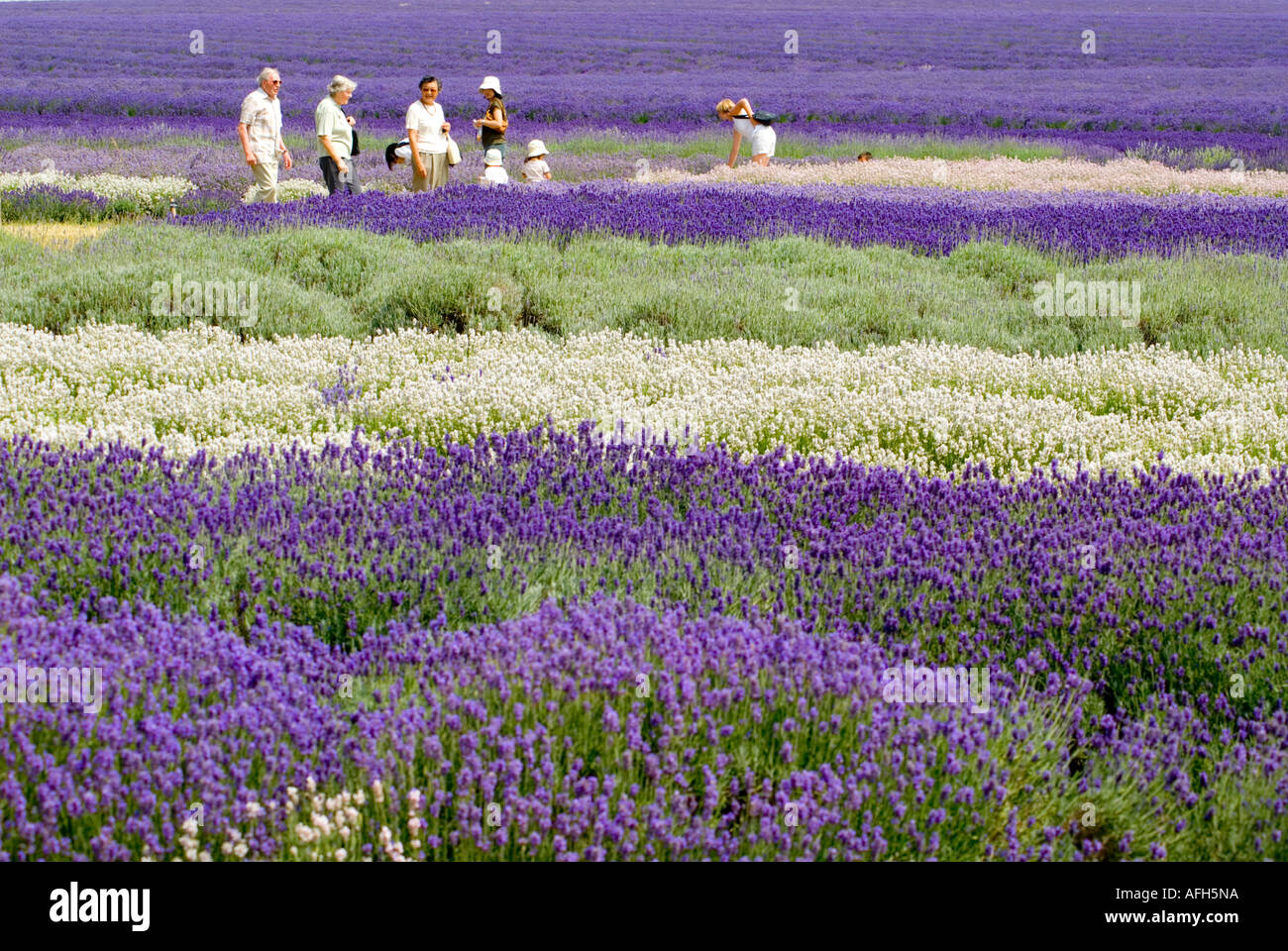 Fields of lavender at Hill Barn Farm Snowshill Worcestershire UK Stock Photo