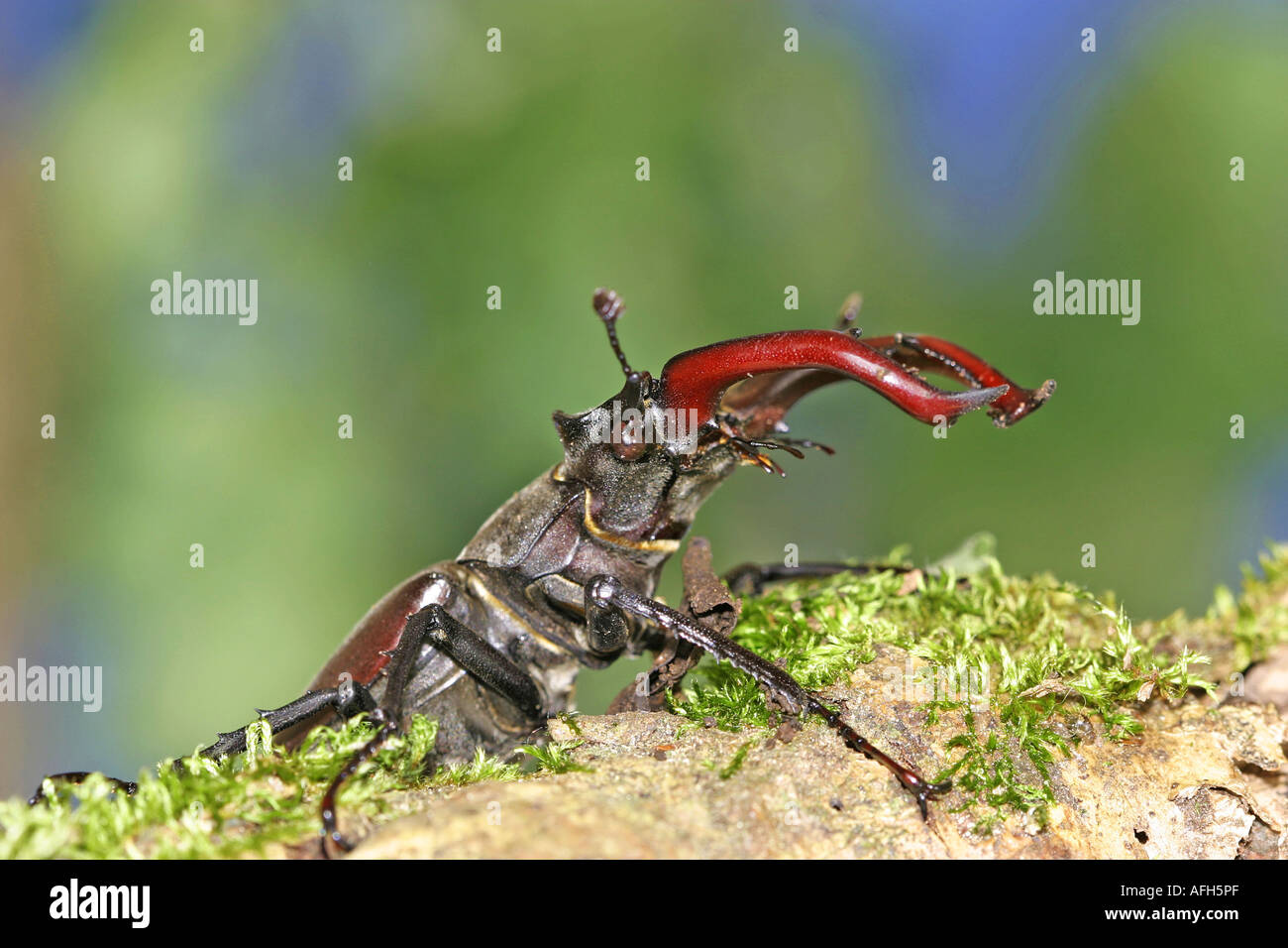 Male lucanus hi-res stock photography and images - Alamy