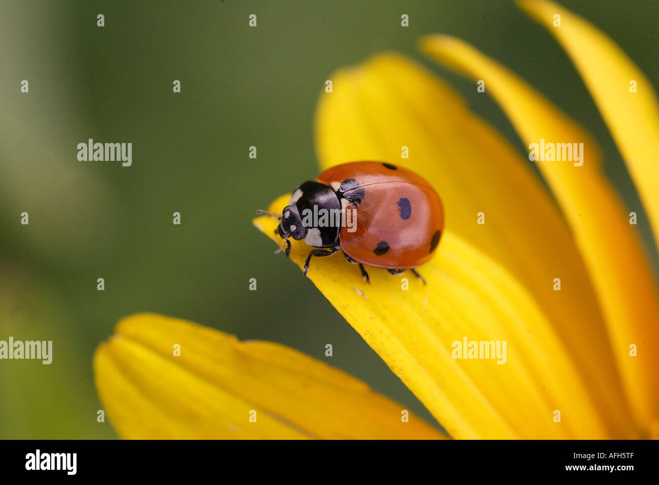 ladybug on a flower Stock Photo