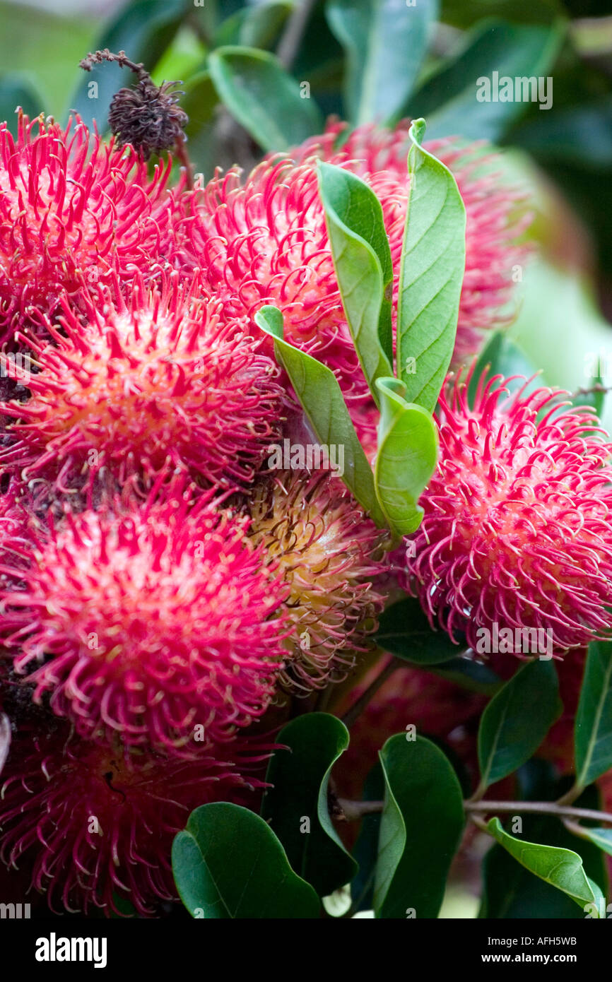 Fruit rambutan hi-res stock photography and images - Alamy