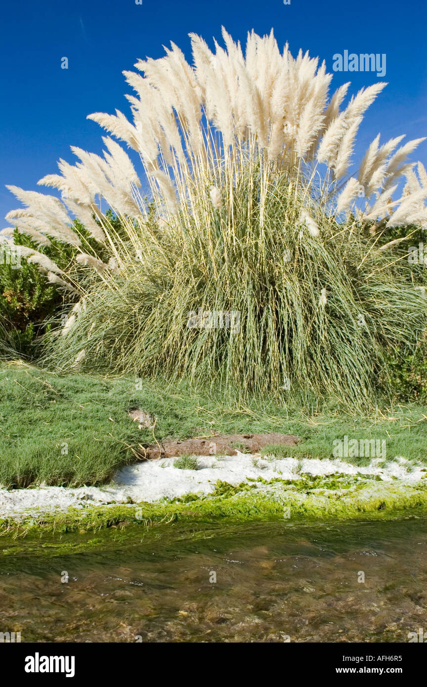 Pampa grass at a creek, Chile Stock Photo