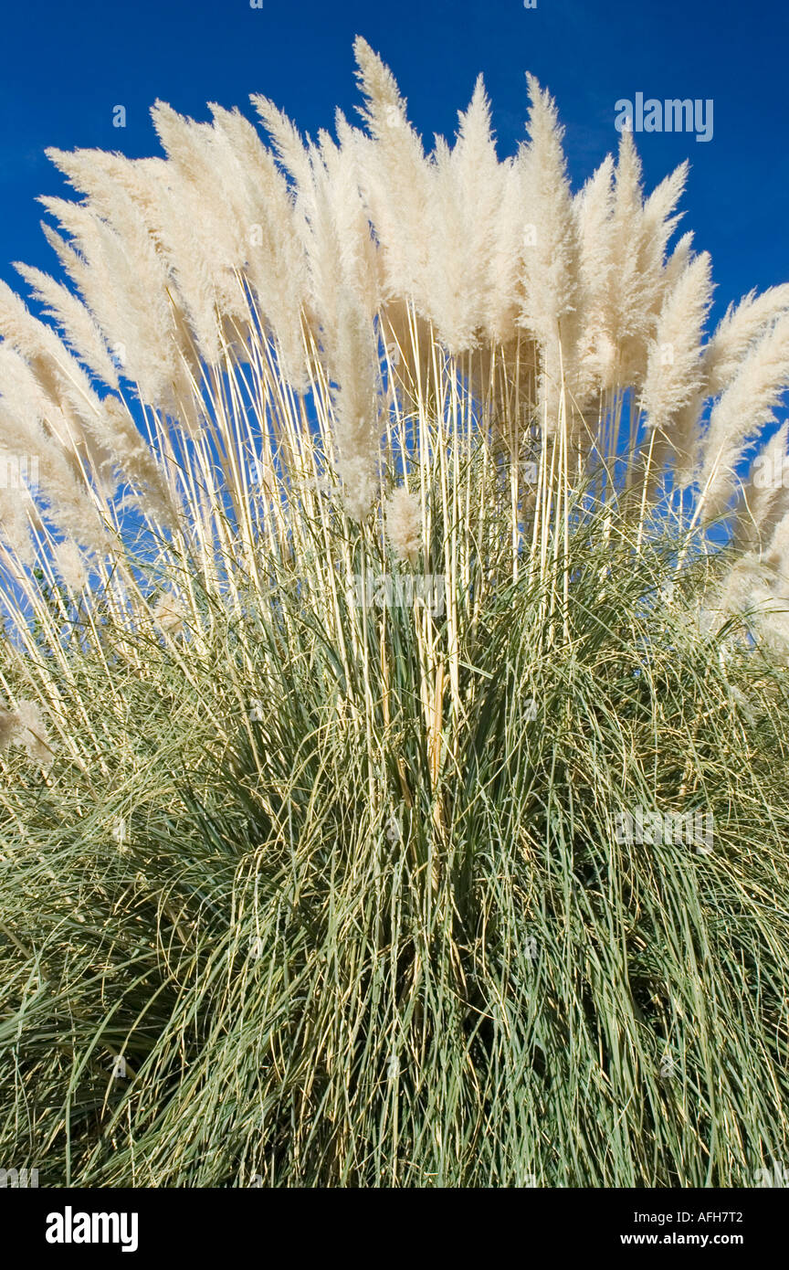 Huge pampas grass hires stock photography and images Alamy