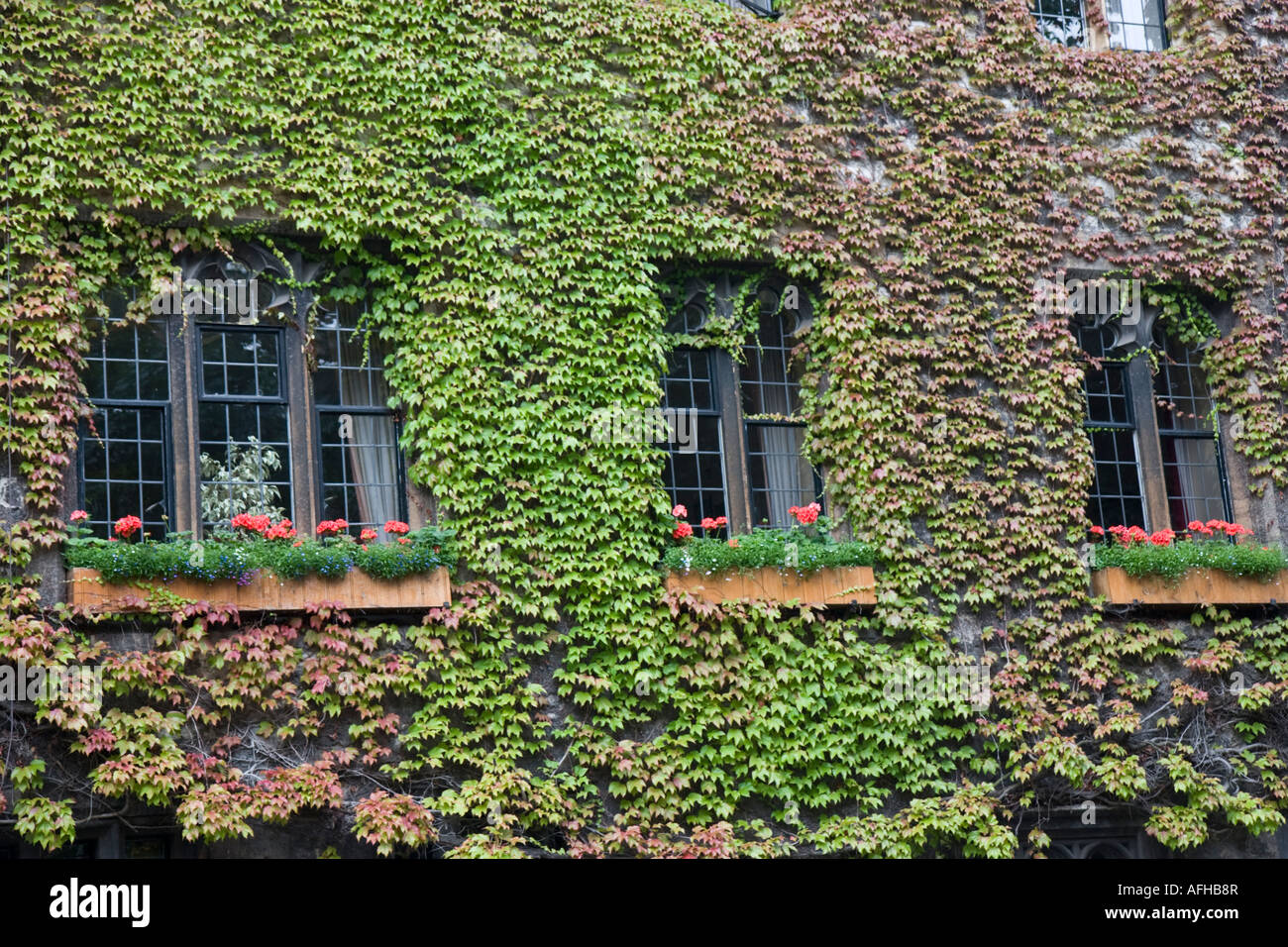 Ivy covering walls around 3 windows tipically found in England UK Stock Photo