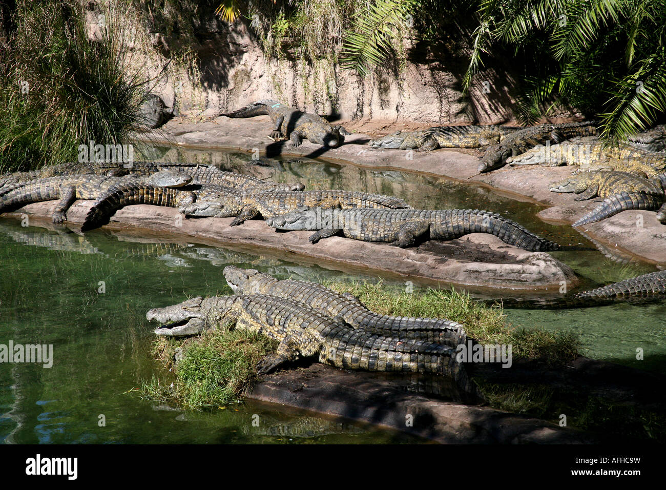 Pack of crocodiles resting on a lake and looking dangerous Stock Photo