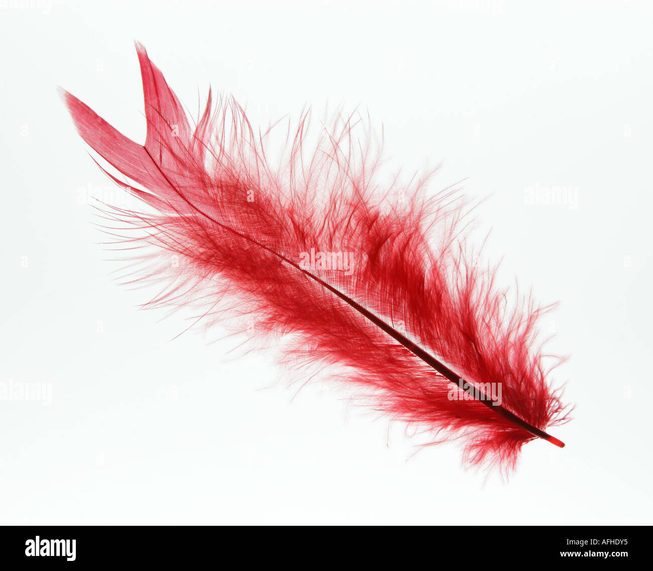 A Red Marabou Feather photographed on a light box showing delicate detail. Stock Photo