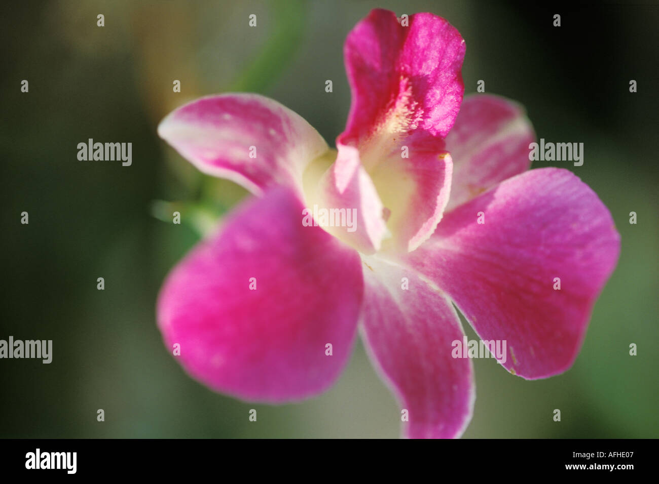 Barbados St Joseph Andromeda Gardens Flower Stock Photo