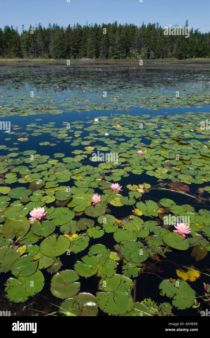 Ames pond in stonington maine hires stock photography and images Alamy