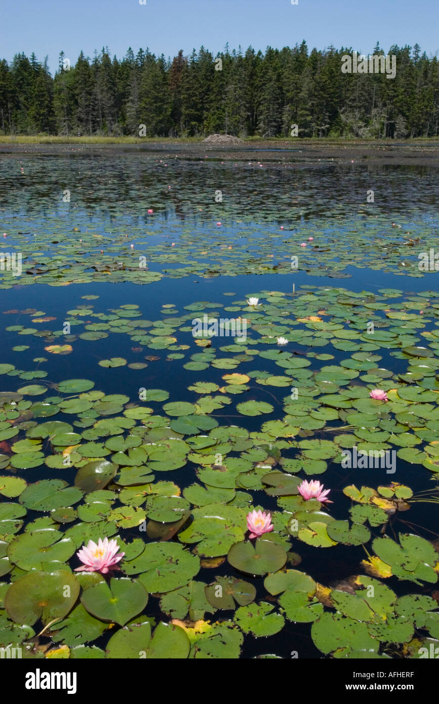 Ames Pond in Stonington, Maine, July 2006 Stock Photo Alamy