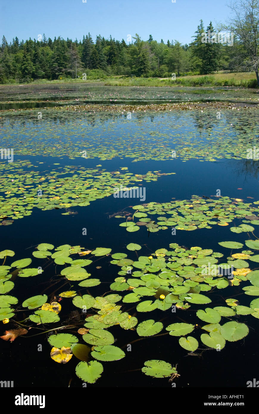Ames pond in stonington maine hires stock photography and images Alamy