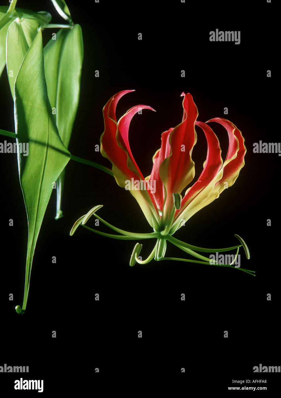 Gloriosa lily Gloriosa superba national flower of Zimbabwe Stock Photo Alamy