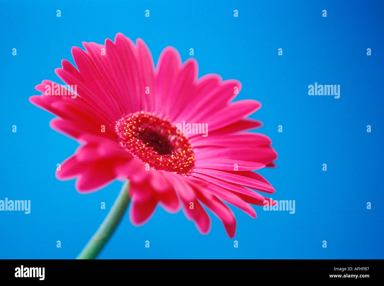 Radial Symmetry Flower