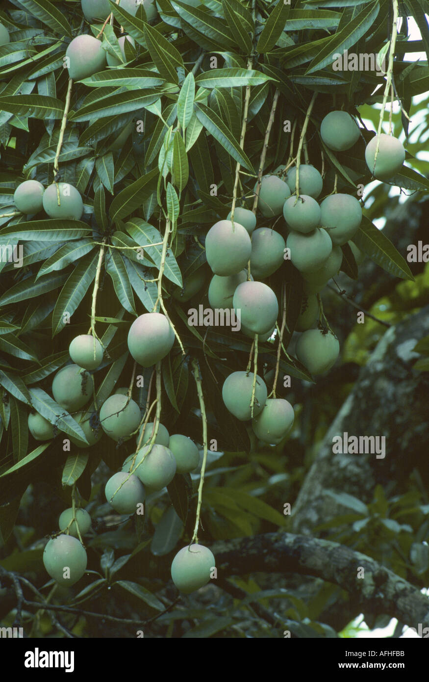 Mango fruit Mangifera indica Stock Photo Alamy