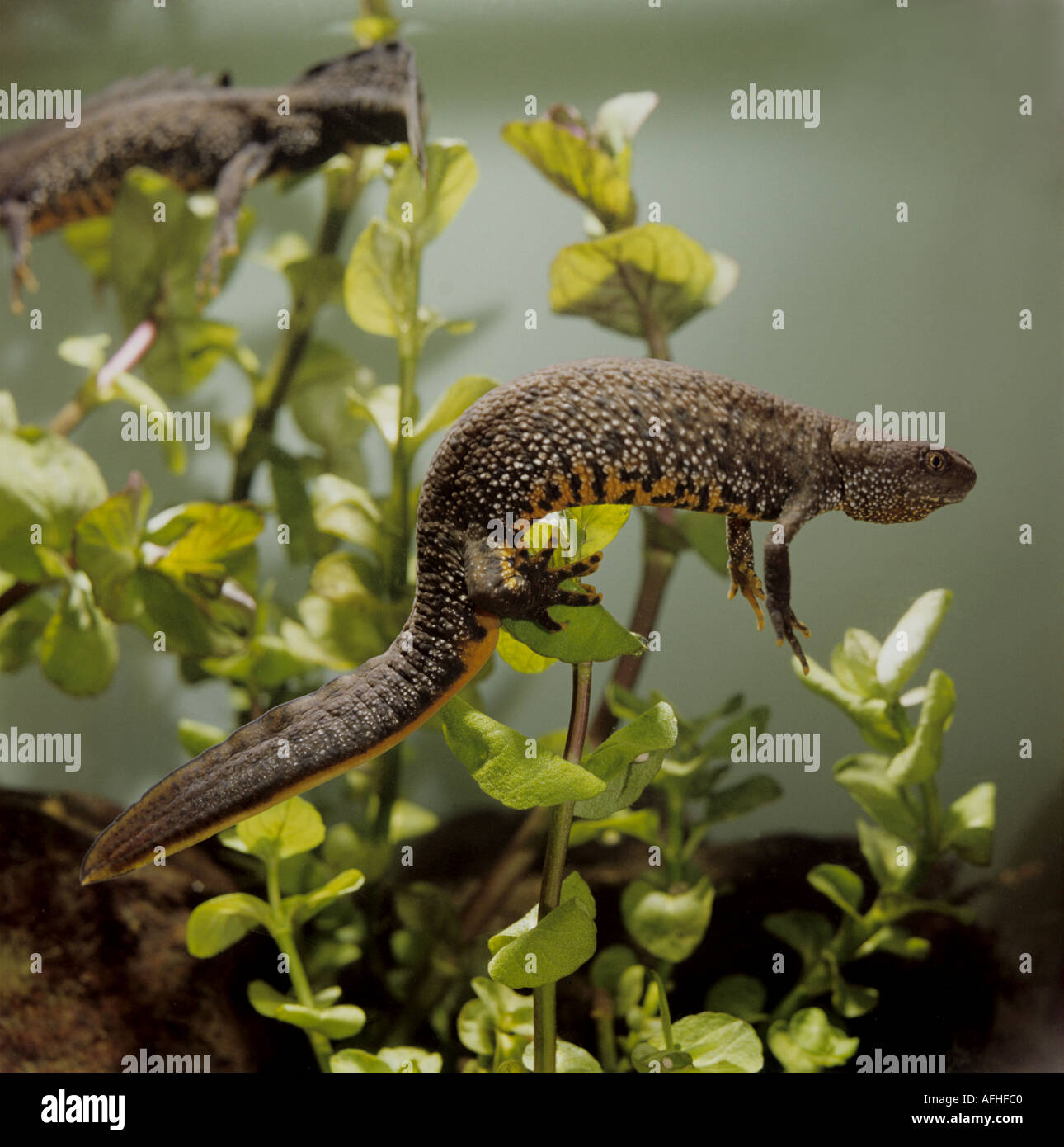 Female great crested newt egg laying Stock Photo
