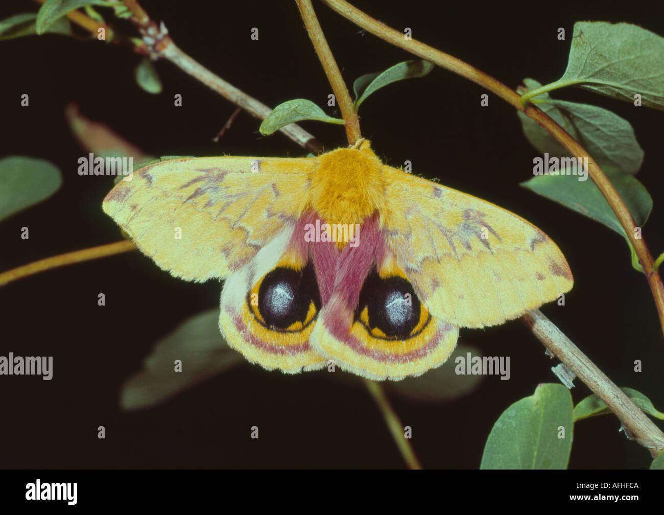 Bull s eye moth displaying eye spots Stock Photo - Alamy