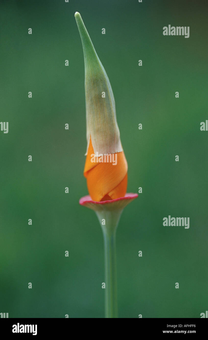 Californian poppy bud opening Stock Photo