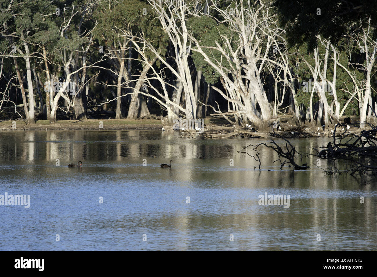 Billabong [2] on Kangaroo Island, Australia Stock Photo