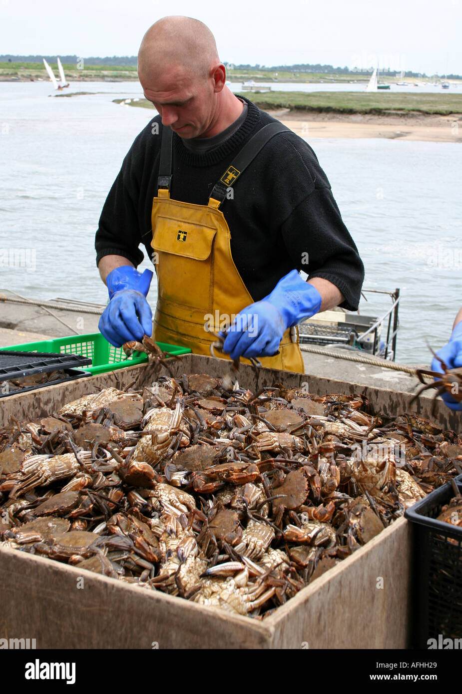 box full of Cromer crabs Stock Photo Alamy