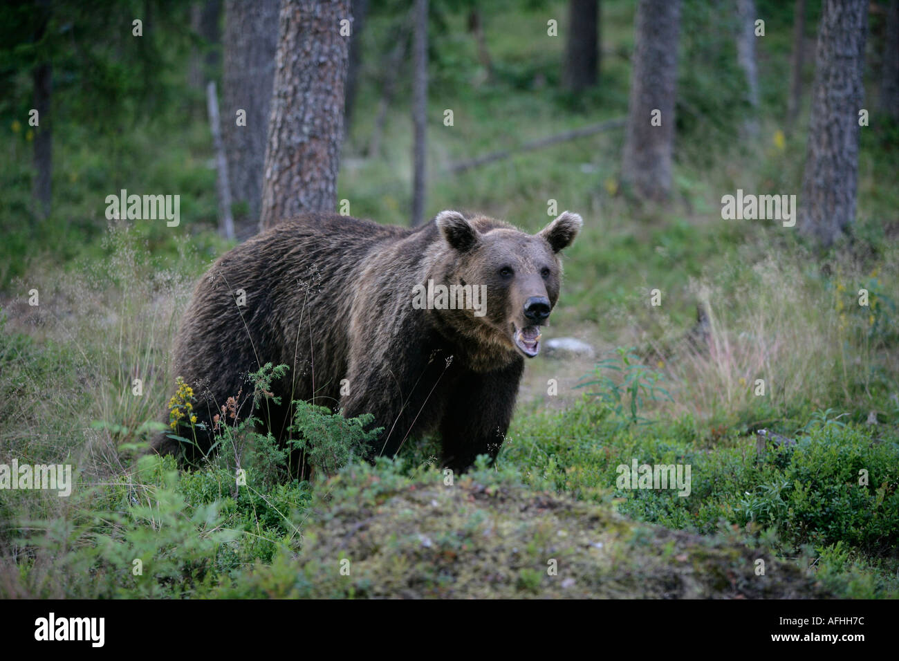 BROWN BEAR Ursus arctos European Stock Photo - Alamy