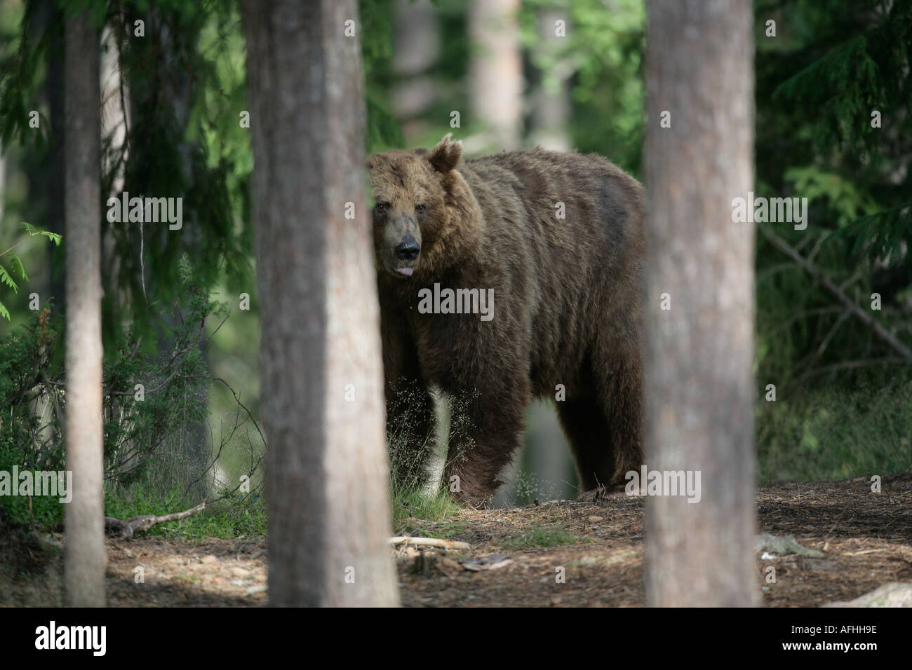 BROWN BEAR Ursus arctos European Stock Photo - Alamy