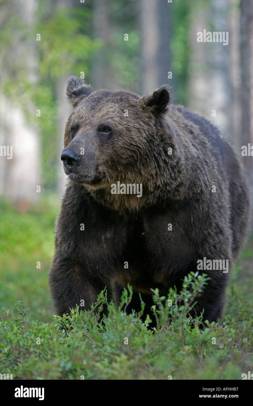 BROWN BEAR Ursus arctos European Stock Photo - Alamy
