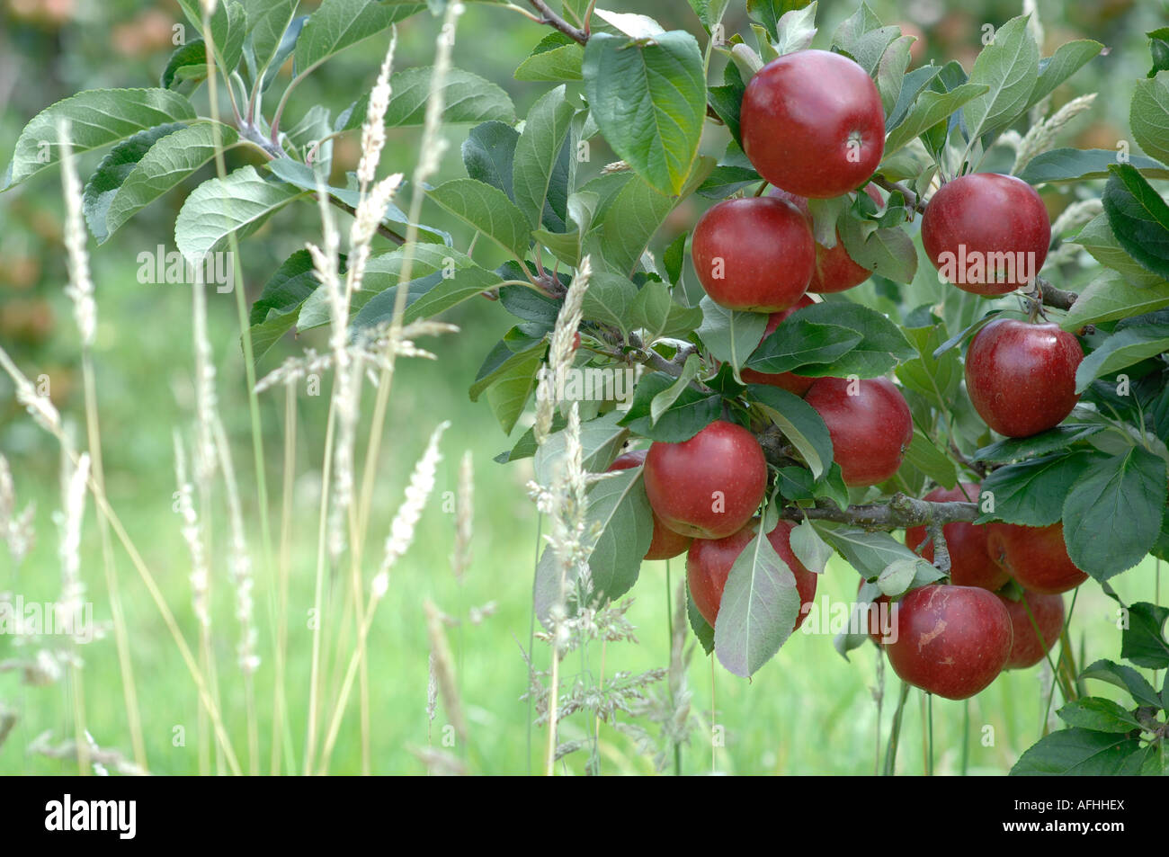 Apple orchard in Saltwood, Kent, England Stock Photo Alamy