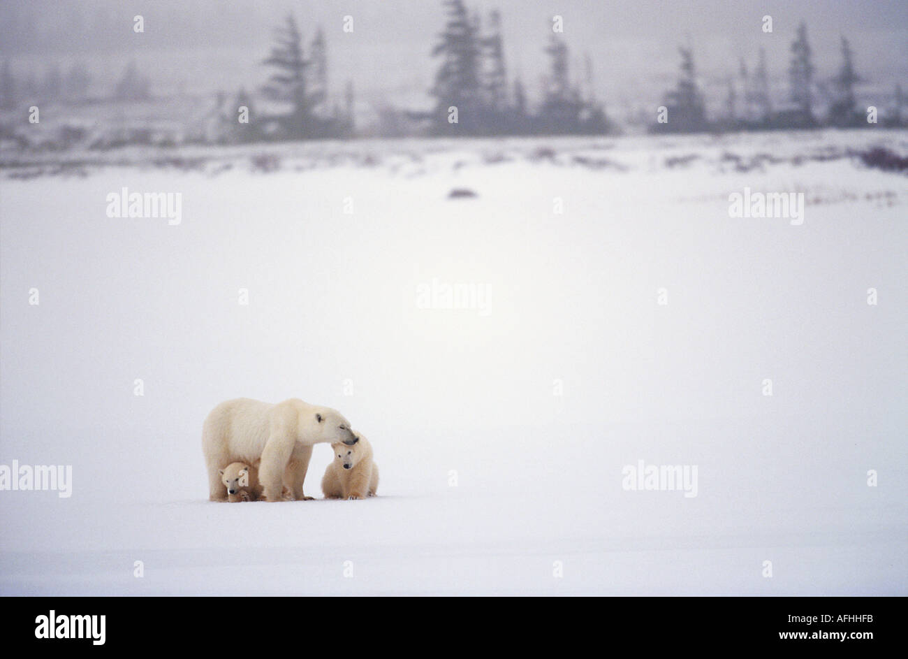 polar bear with two cubs / Ursus maritimus Stock Photo - Alamy