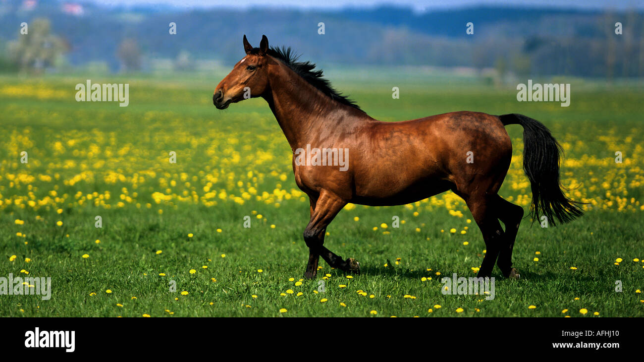 Holsteiner horse - walking on meadow Stock Photo