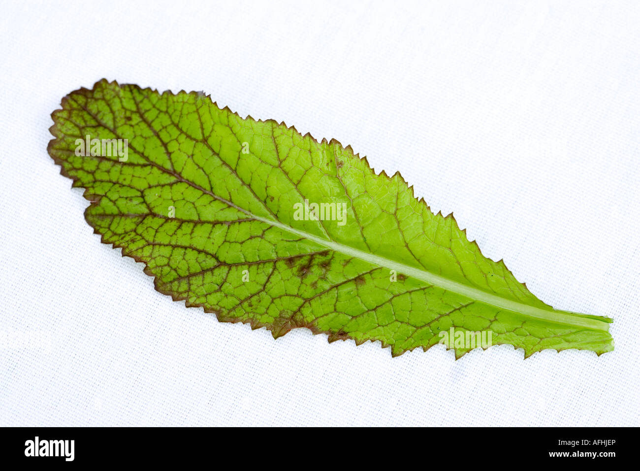 Mustard variety are edible hires stock photography and images Alamy